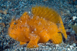 Juvy freckled frogfish, size of thumbnail, D300-60mm by Larry Polster 